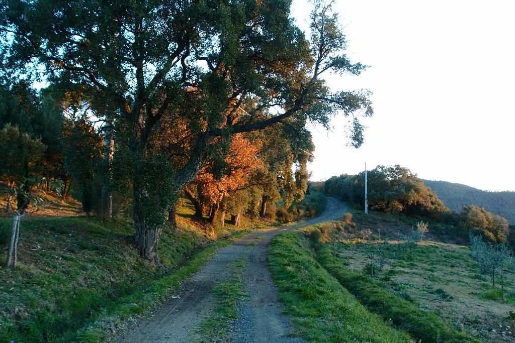 Casale Pundarika Vendégház Riparbella Kültér fotó